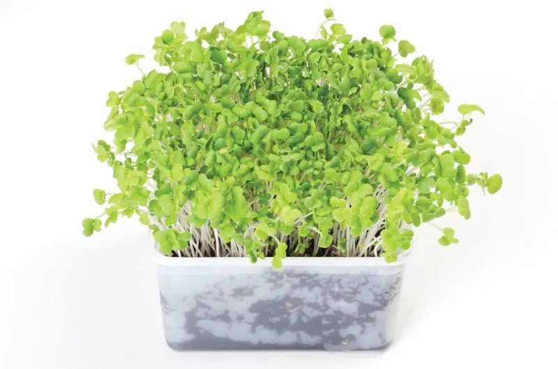 Mustard Greens