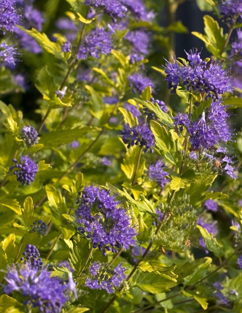 Caryopteris