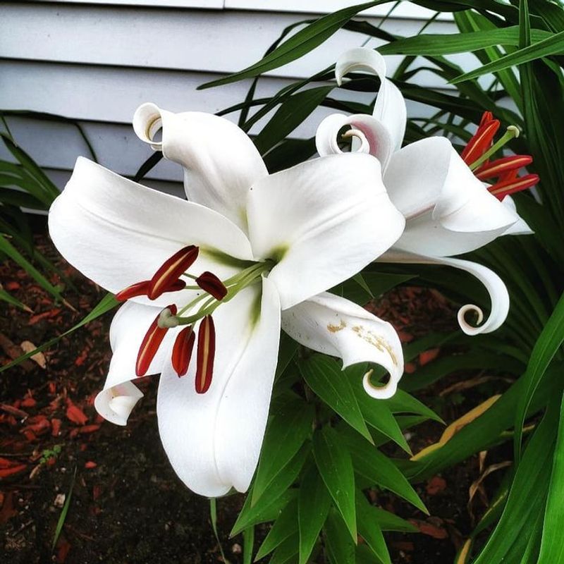 Casa Blanca Lily