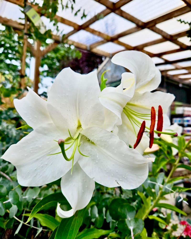 Casa Blanca Lily