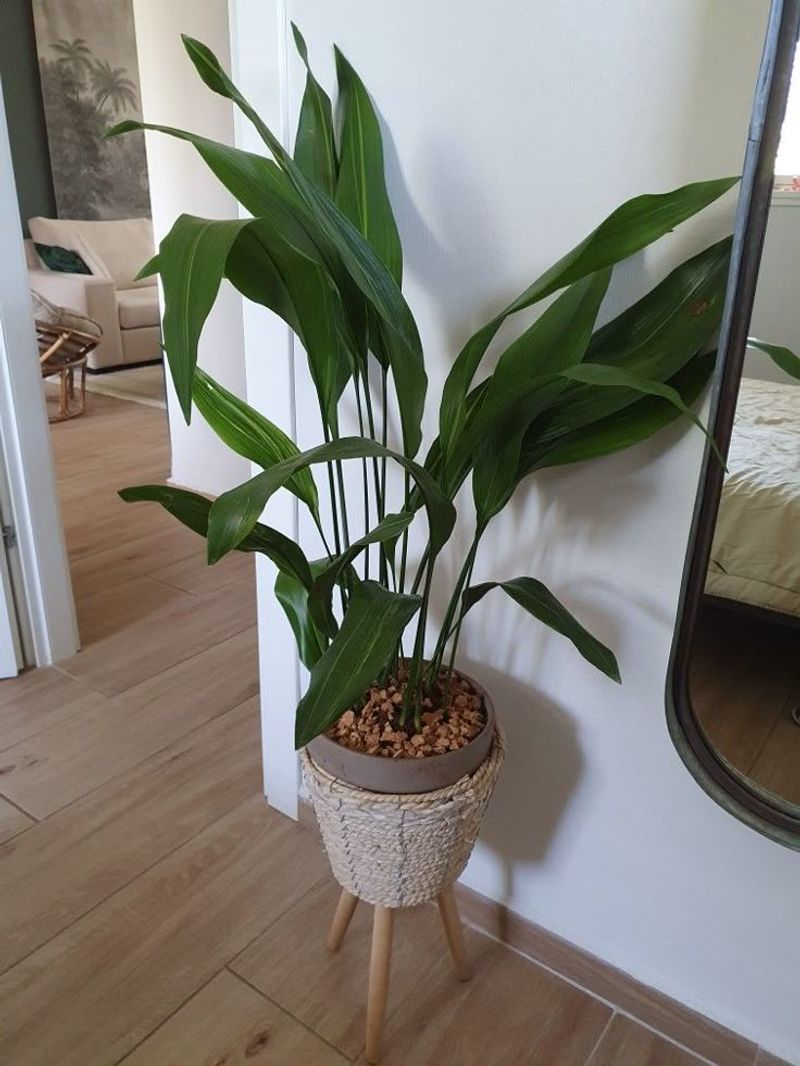 Cast Iron Plant