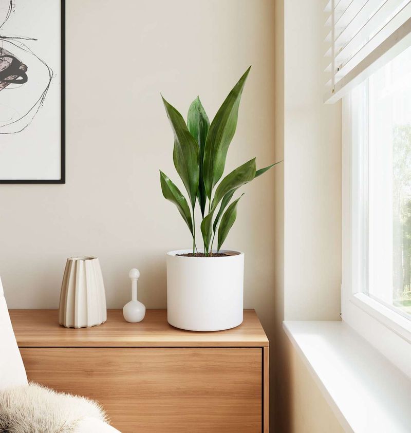 Cast Iron Plant