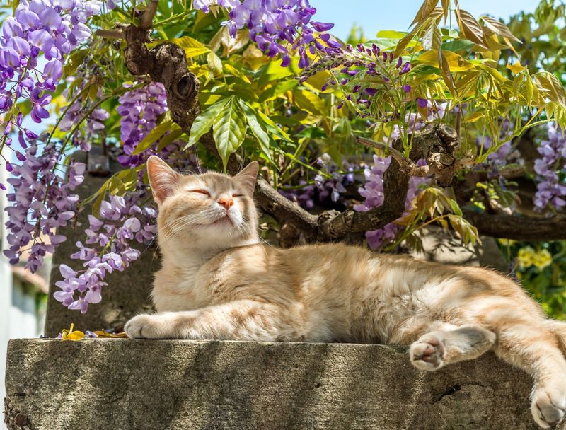 Cat Repellent