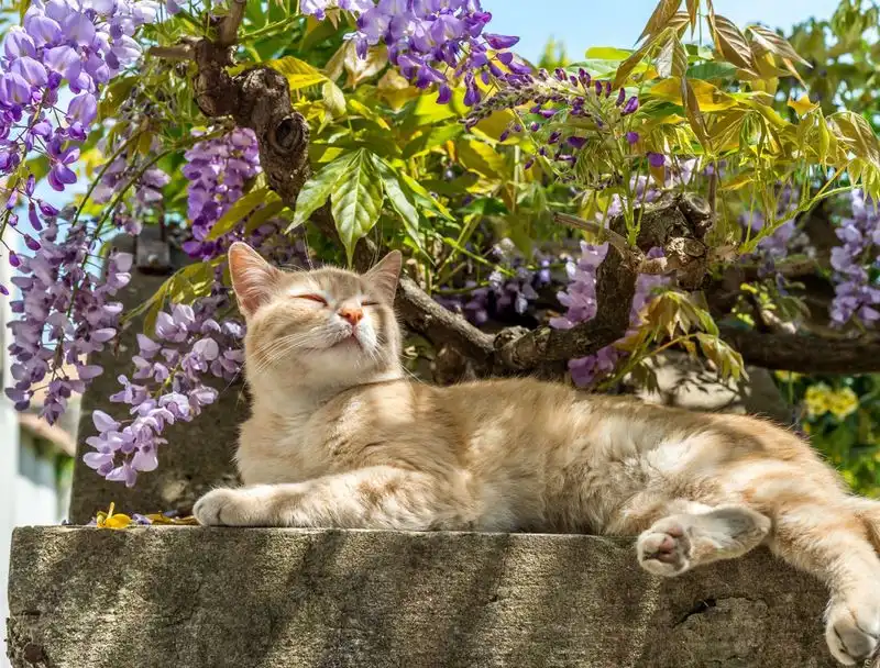 Cat Repellent