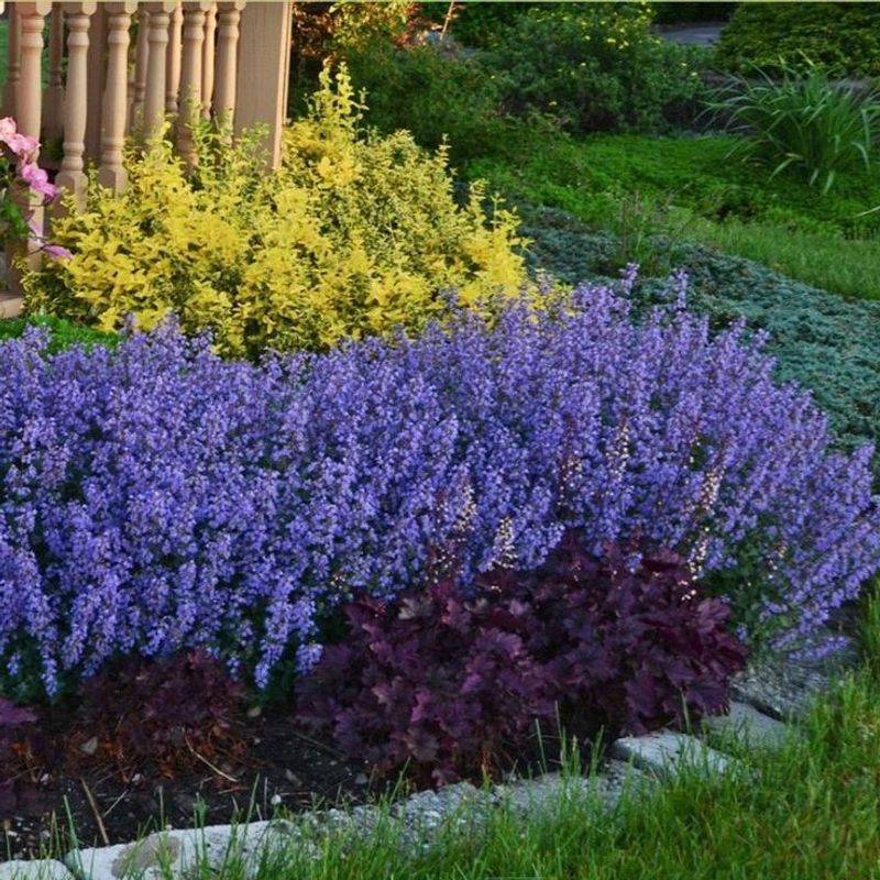 Catmint