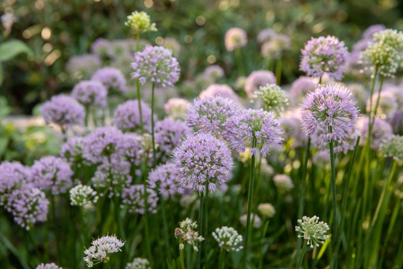Alliums