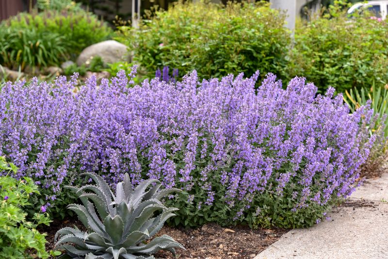 Catmint