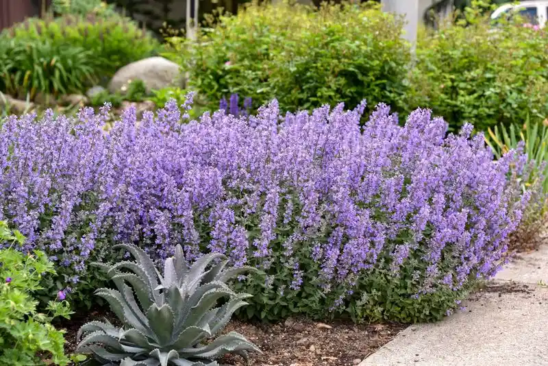 Catmint