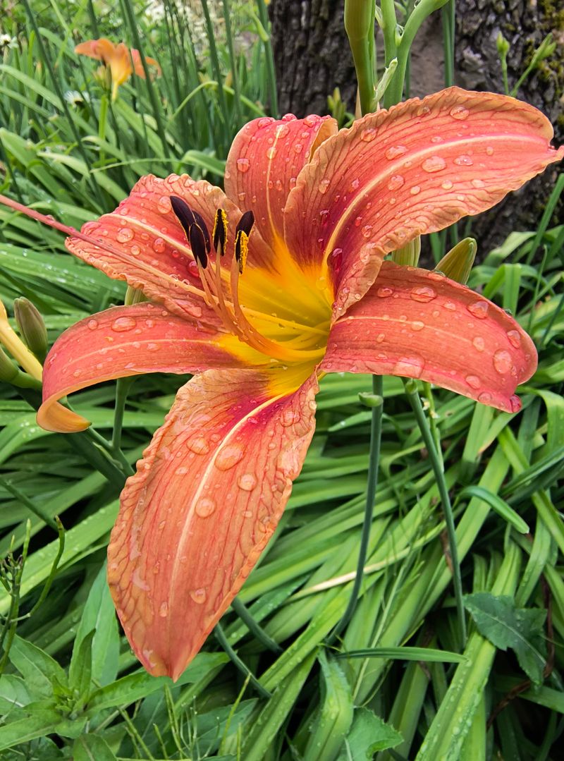 Daylilies (Hemerocallis)