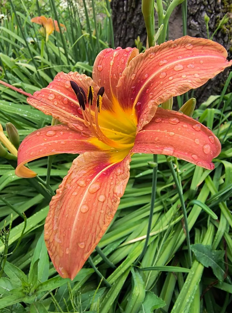 Daylilies (Hemerocallis)