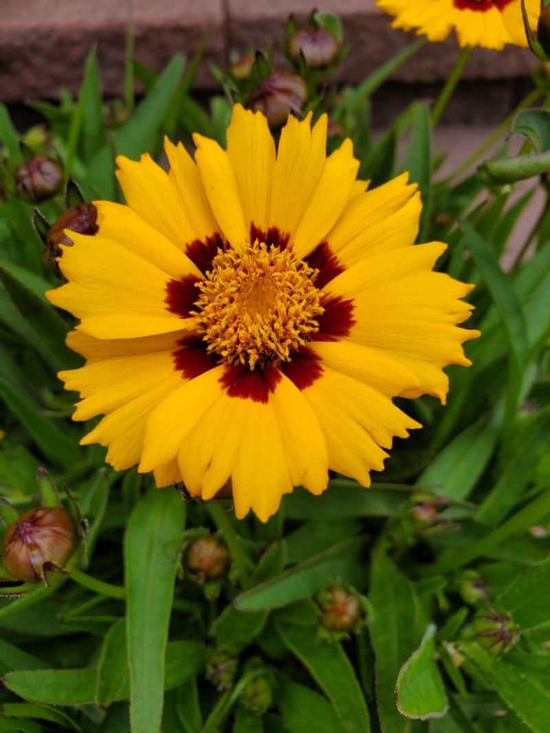 Coreopsis (Tickseed)