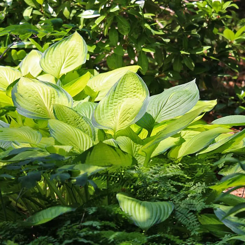 Hosta (for shade gardens)