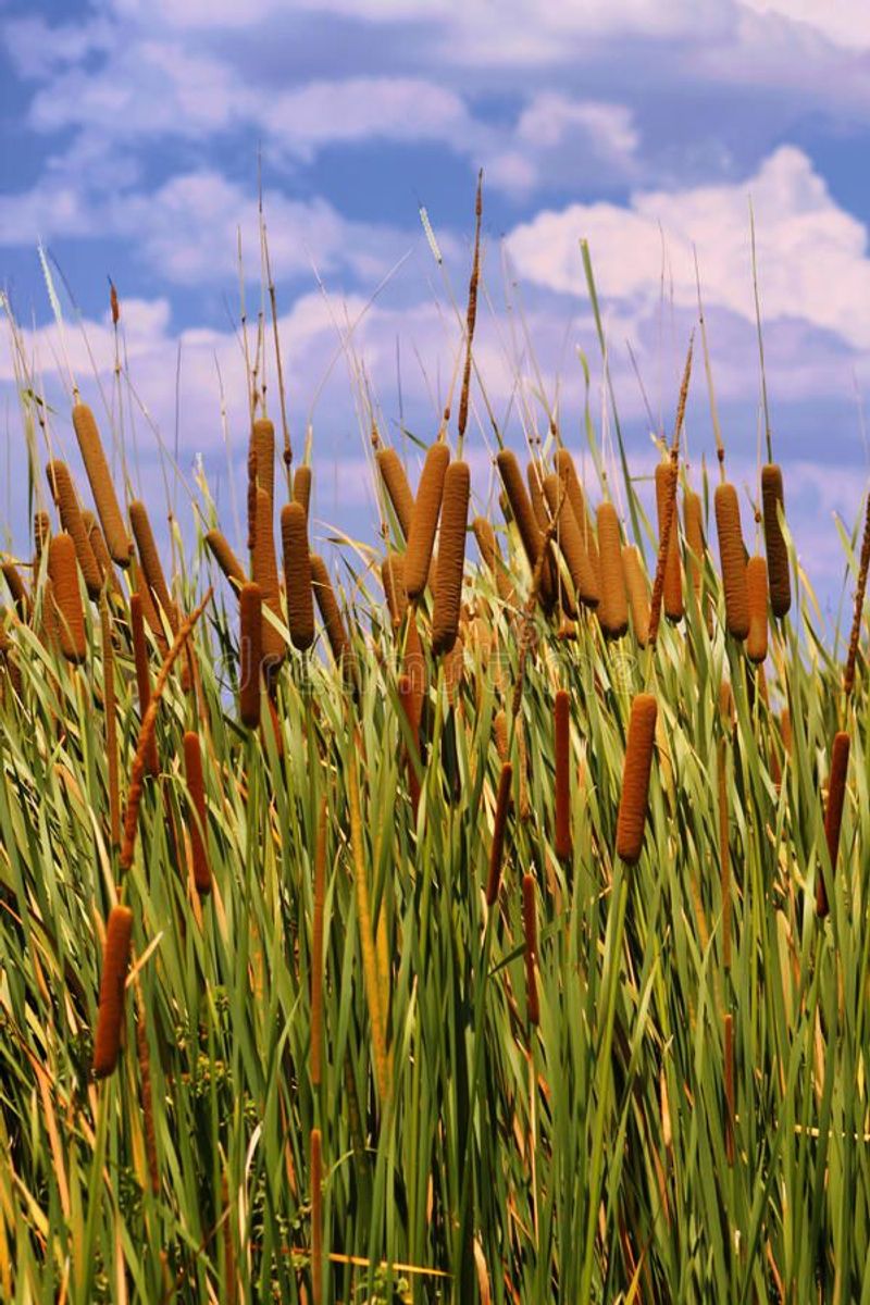 Cattail