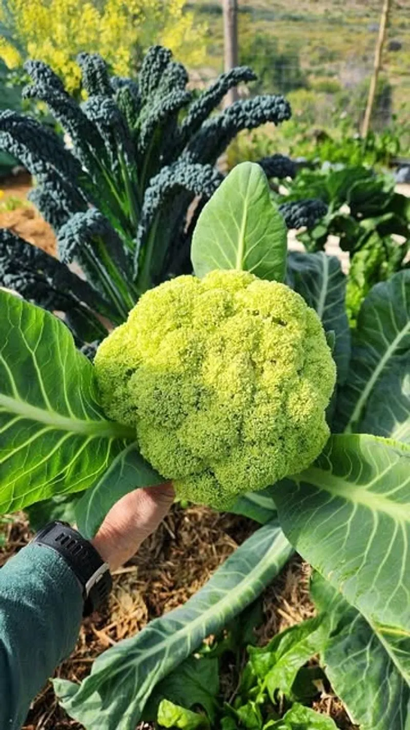 Cauliflower