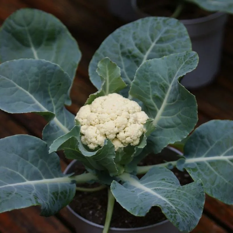 Cauliflower