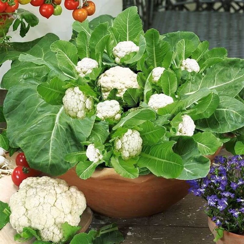 Cauliflower