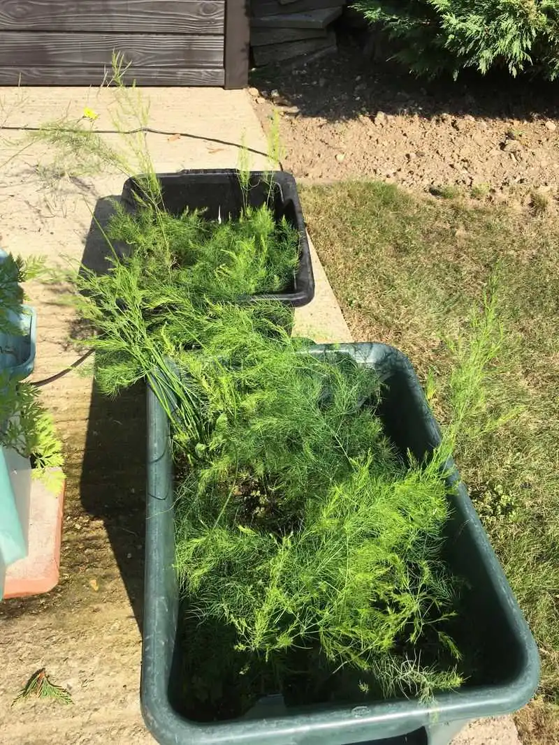 Asparagus