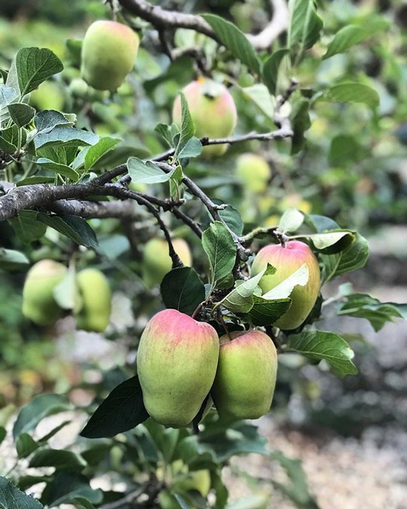 Anna Apple Tree