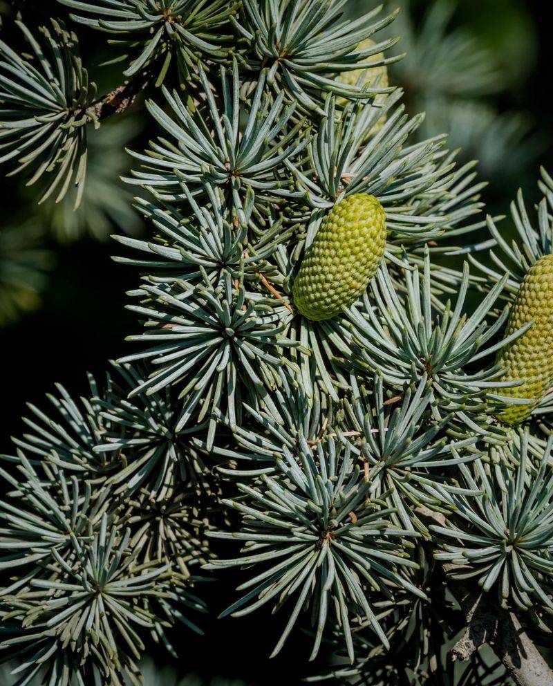 Cedarwood