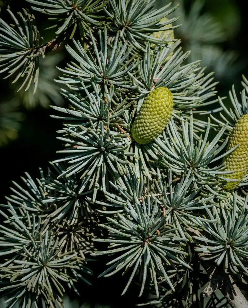 Cedarwood