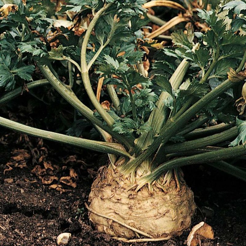 Celeriac