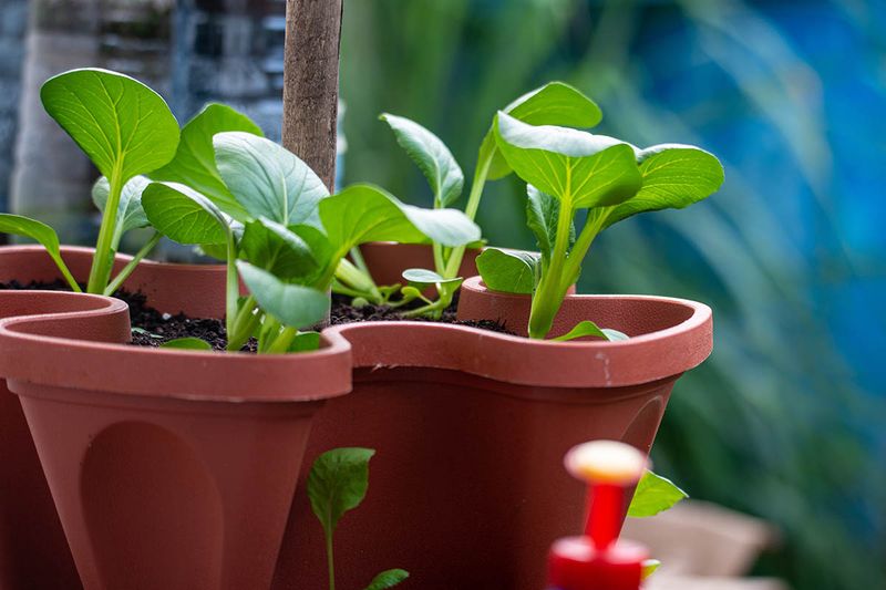 Bok Choy
