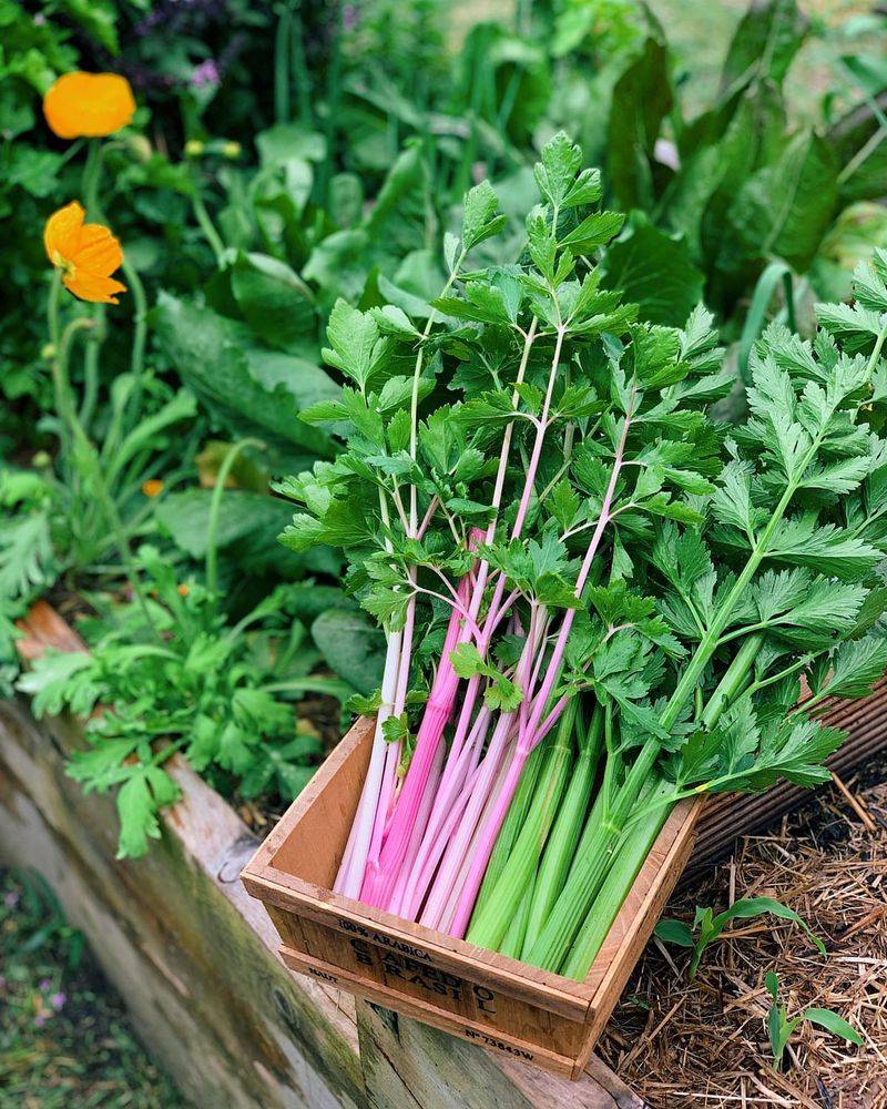 Celery
