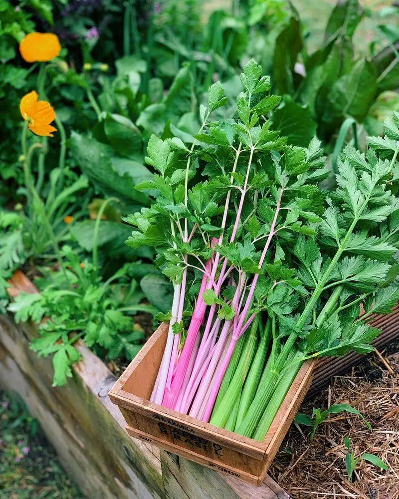 Celery