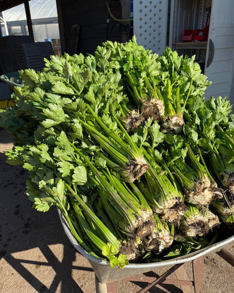 Celery