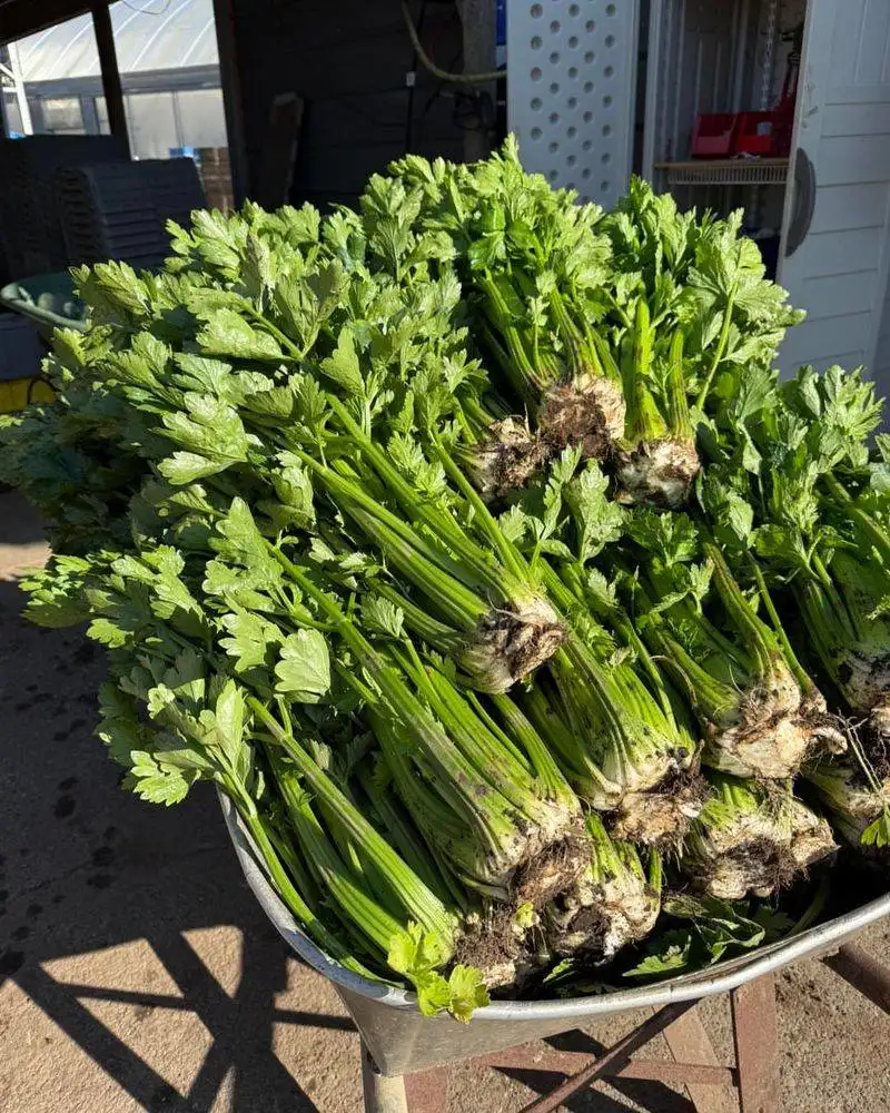 Celery