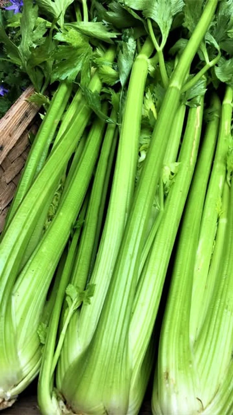 Celery
