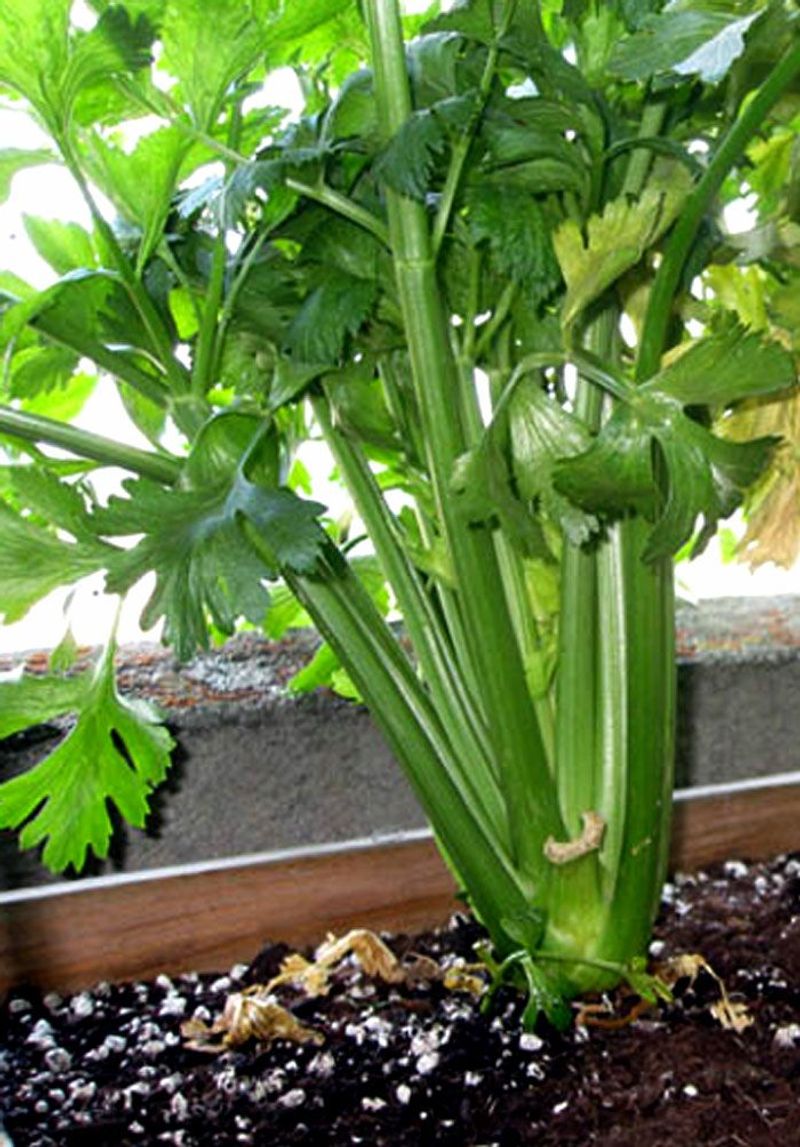 Celery
