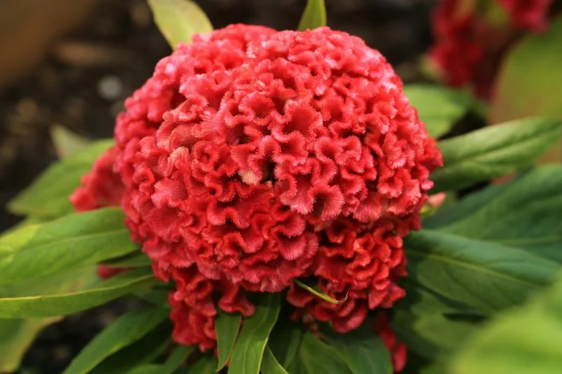 Celosia
