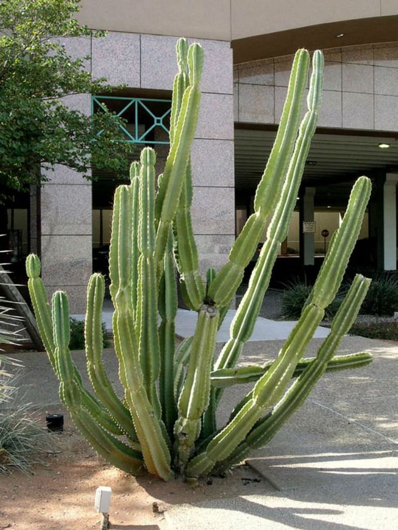 Cereus