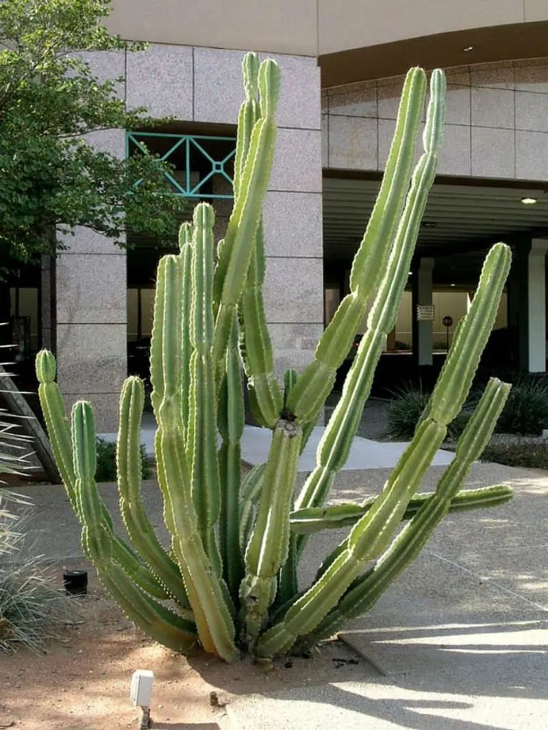 Cereus