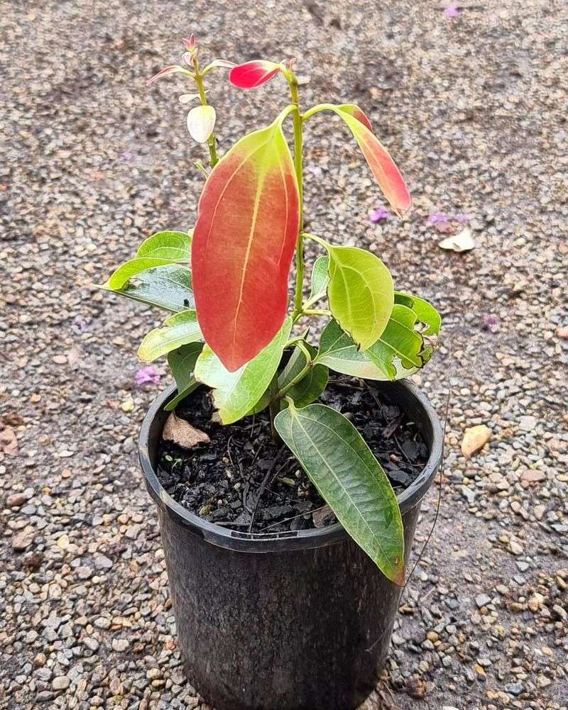 Ceylon Cinnamon