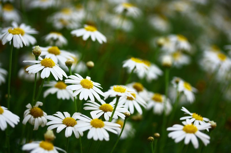 Chamomile