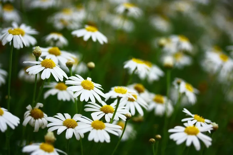 Chamomile