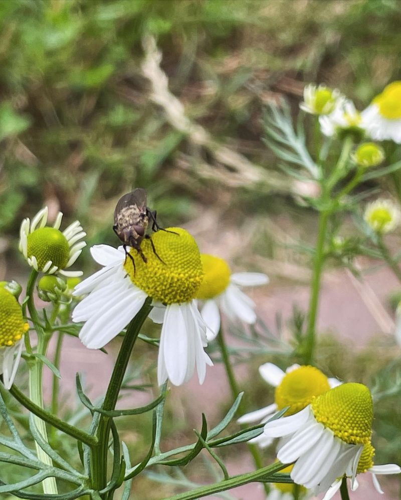 Chamomile