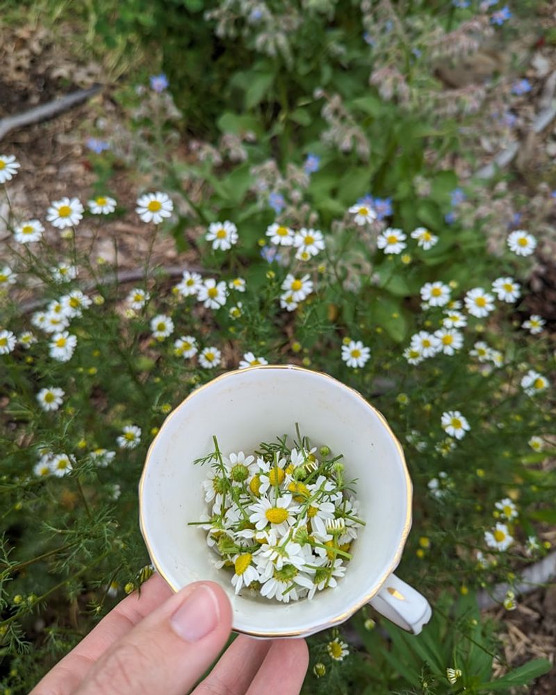 Chamomile