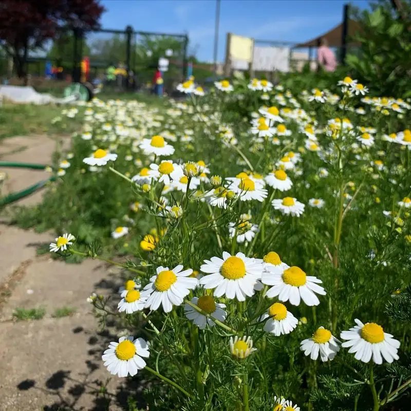 Chamomile