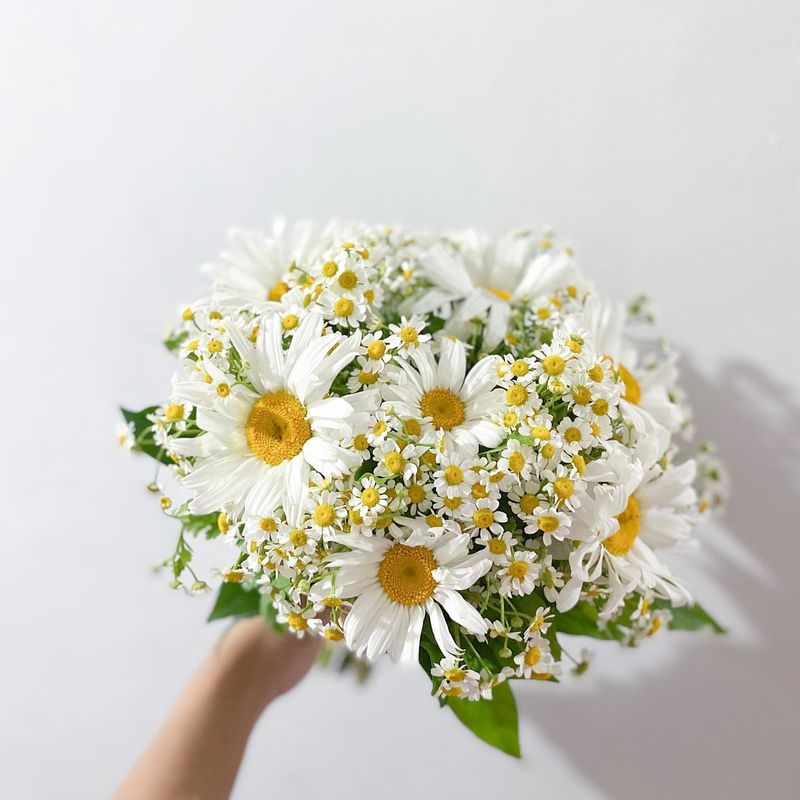 Chamomile