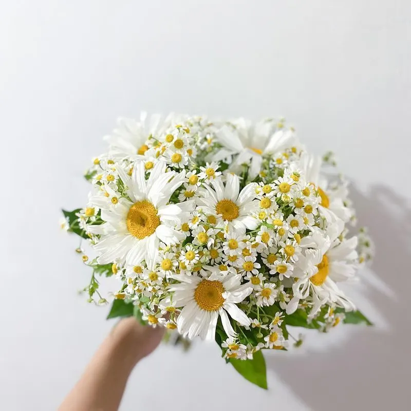 Chamomile