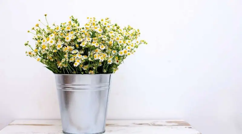 Chamomile