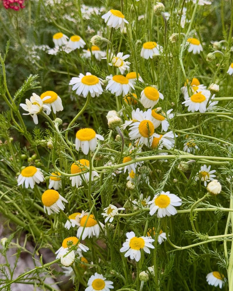 Chamomile