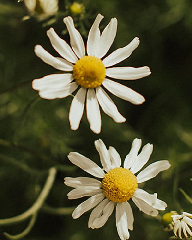 Chamomile