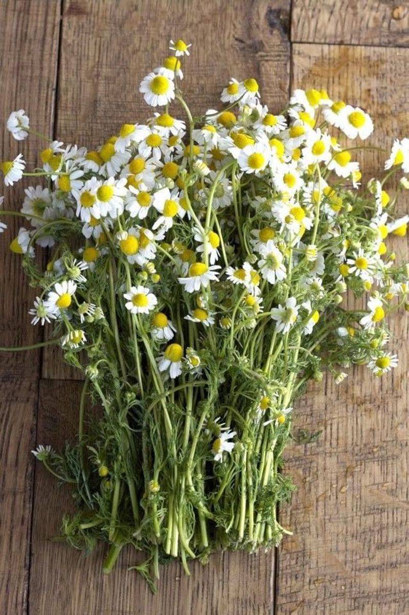 Chamomile