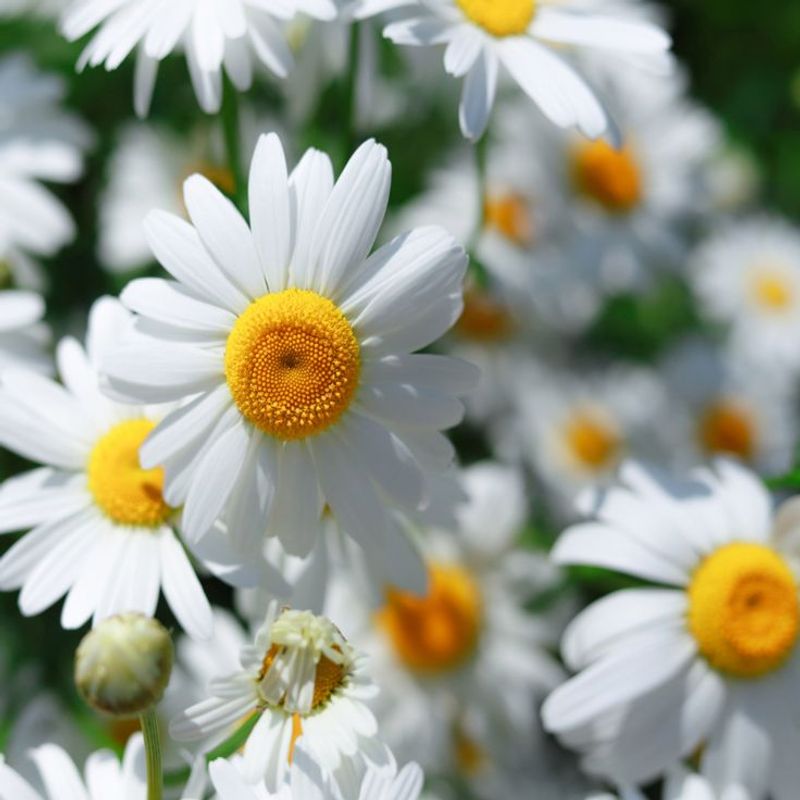 Chamomile
