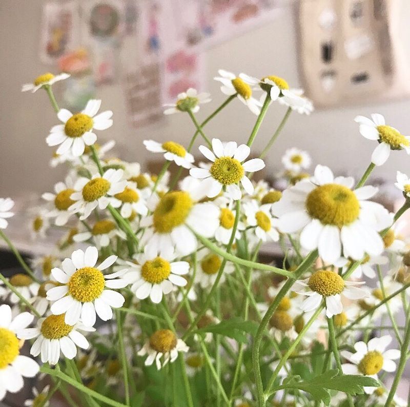 Chamomile