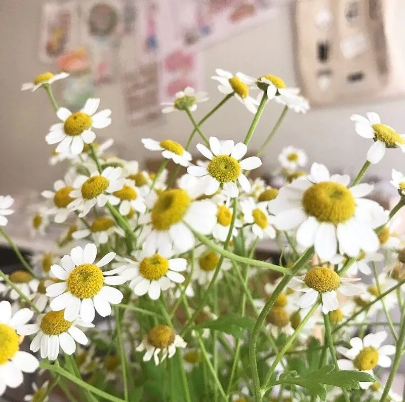 Chamomile